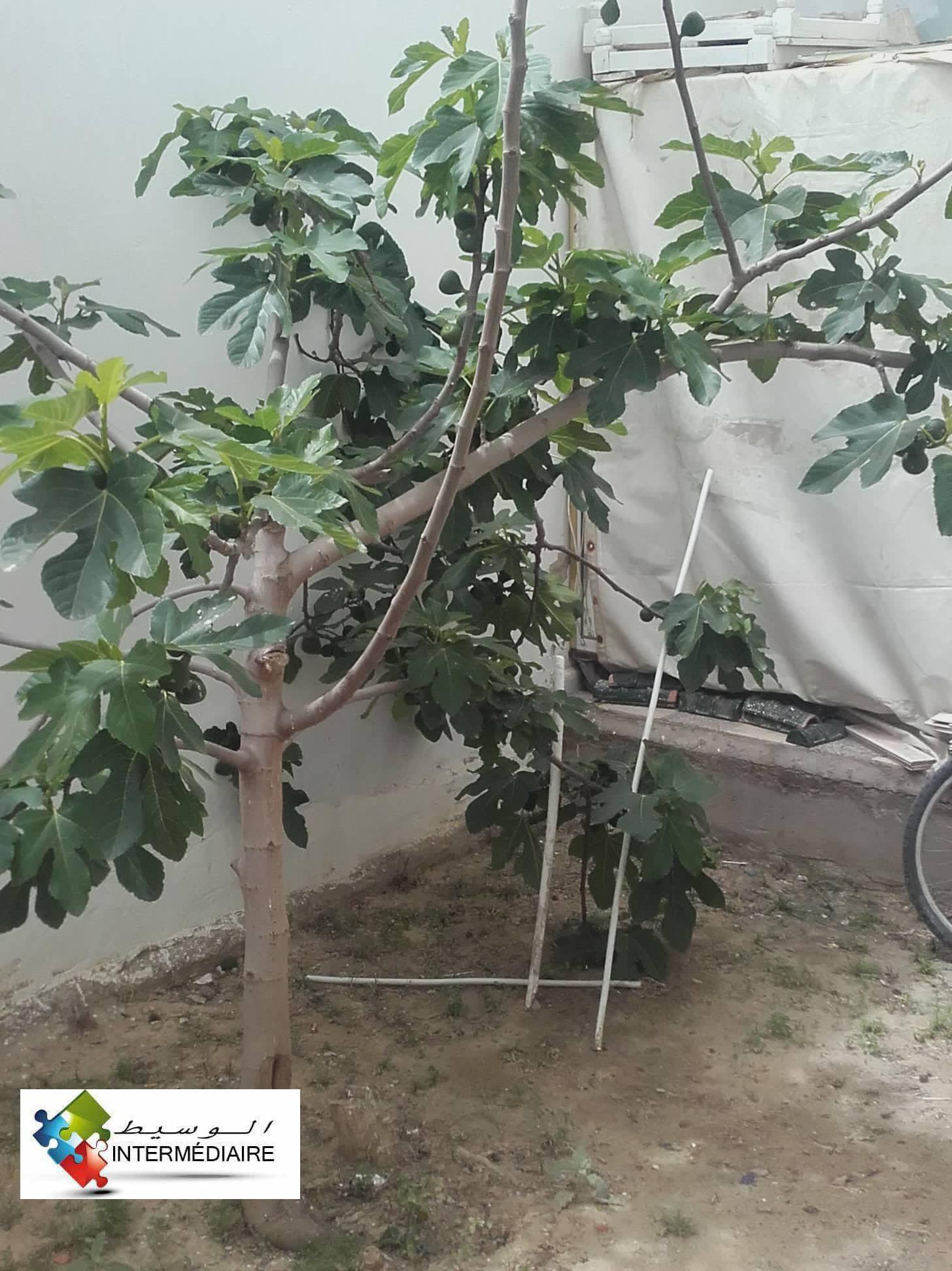 immeuble  Tafalla sousse