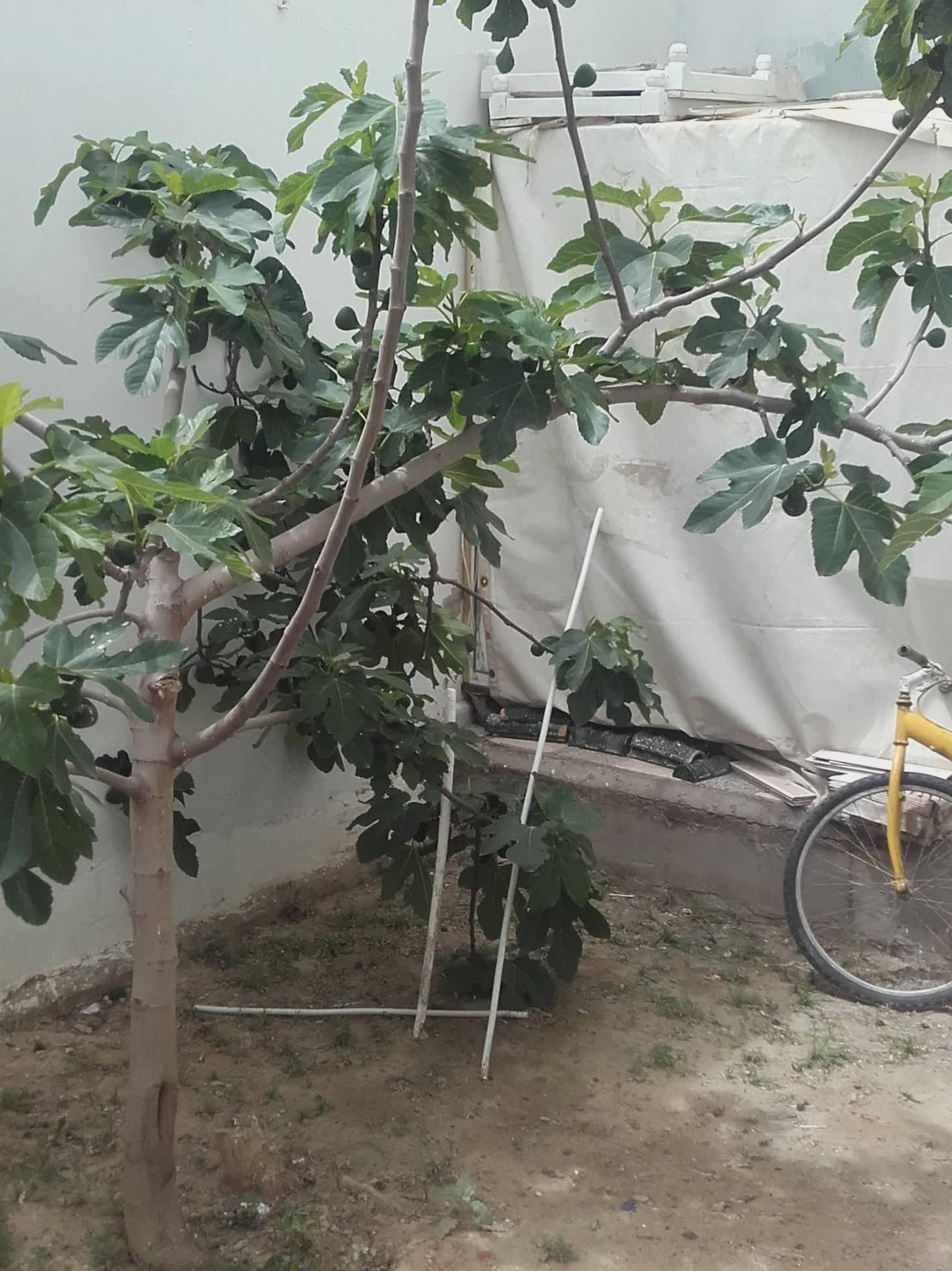 immeuble  Tafalla sousse