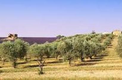 maison et cafe et oliviers  rwabi route principle vers eljem